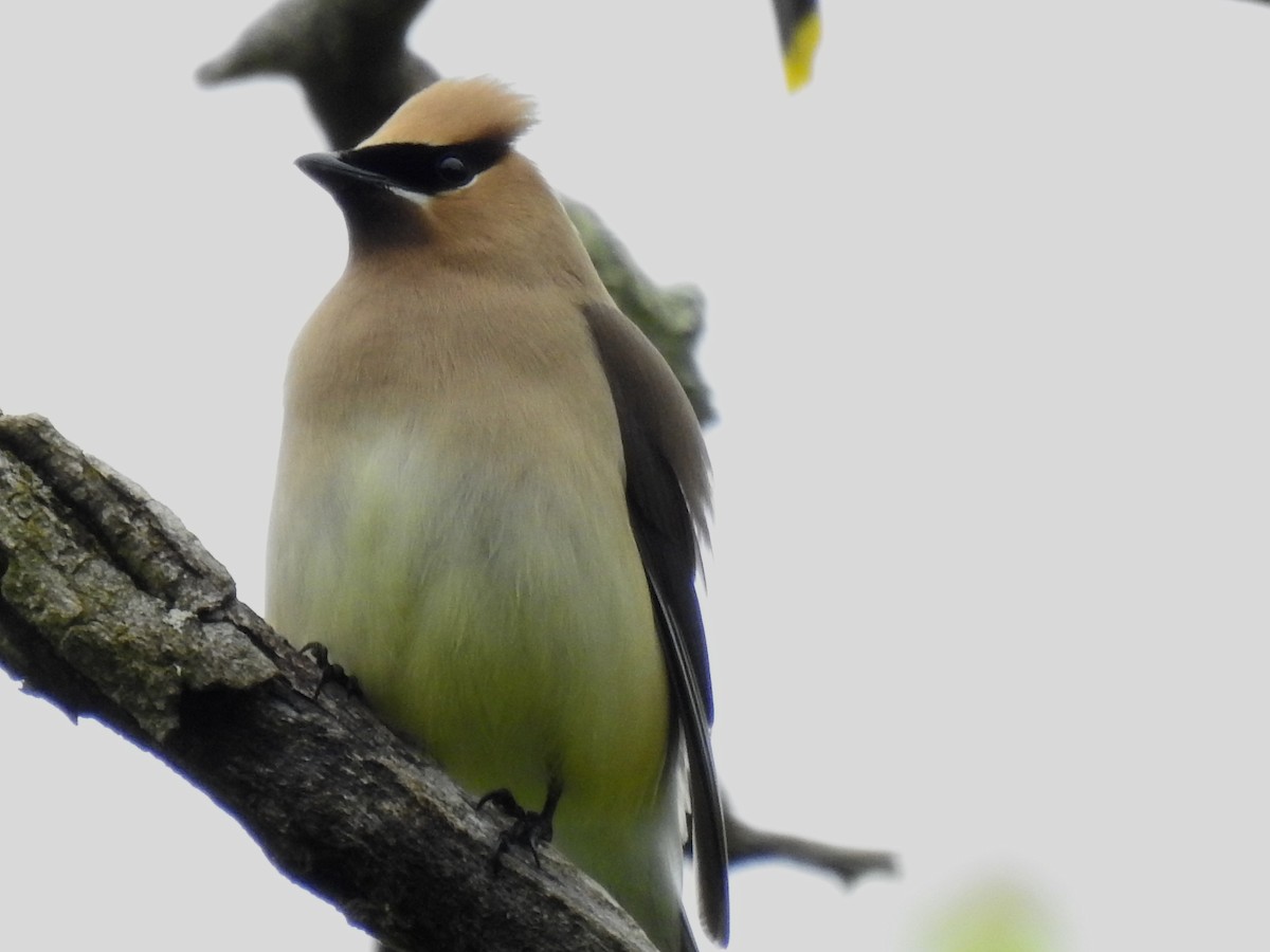 Cedar Waxwing - ML619186488