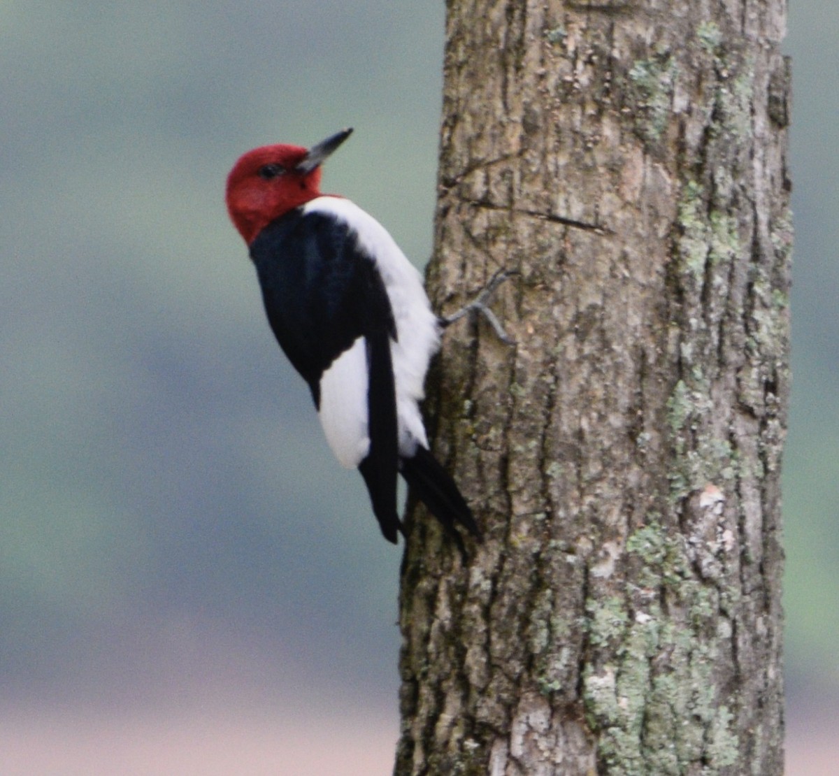 Red-headed Woodpecker - Brian Lupa