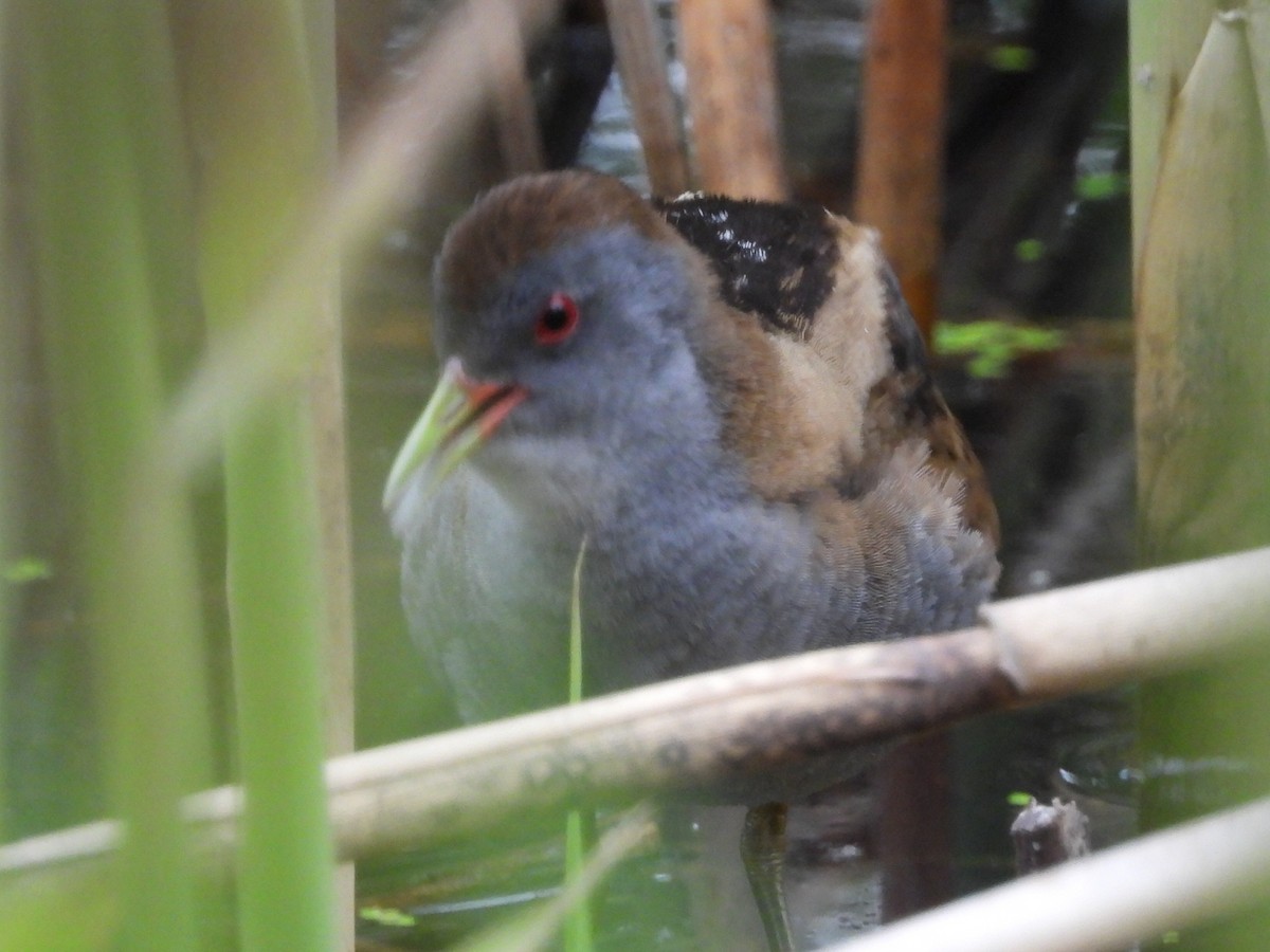 Little Crake - Lumír Pilch