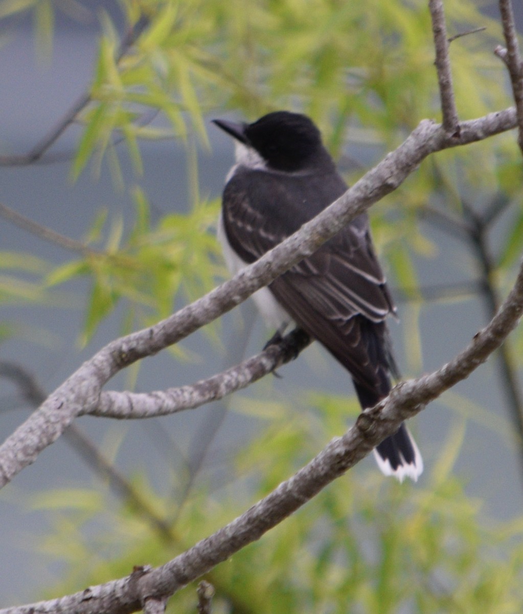 Eastern Kingbird - Brian Lupa