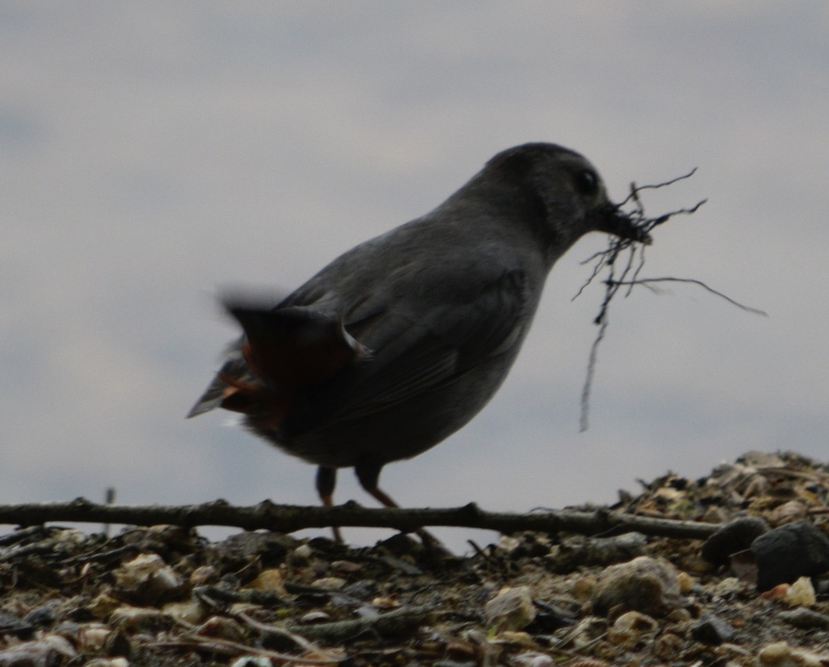 Gray Catbird - Brian Lupa