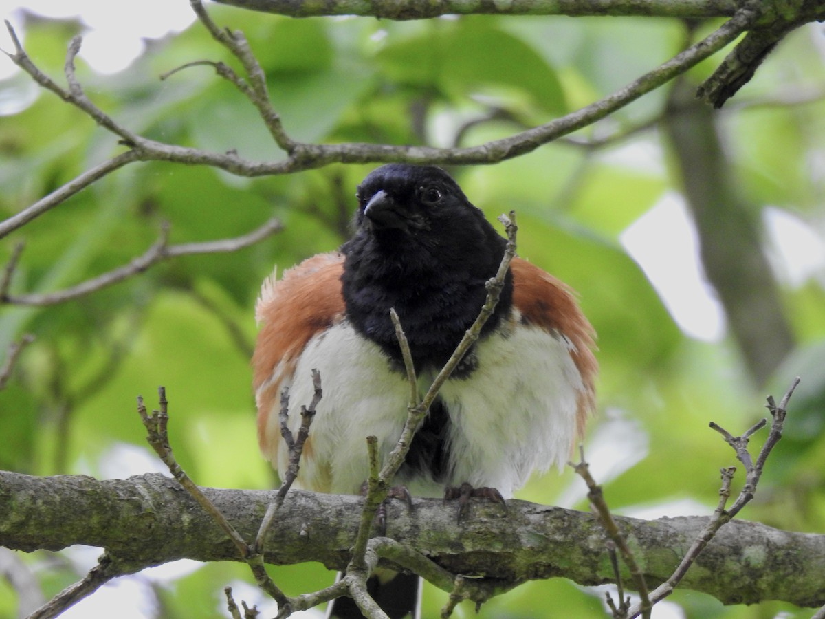 Eastern Towhee - ML619186547