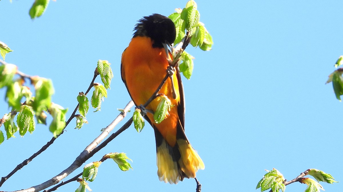 Baltimore Oriole - Alan Green