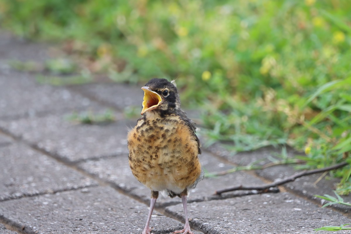 American Robin - Jo VerMulm