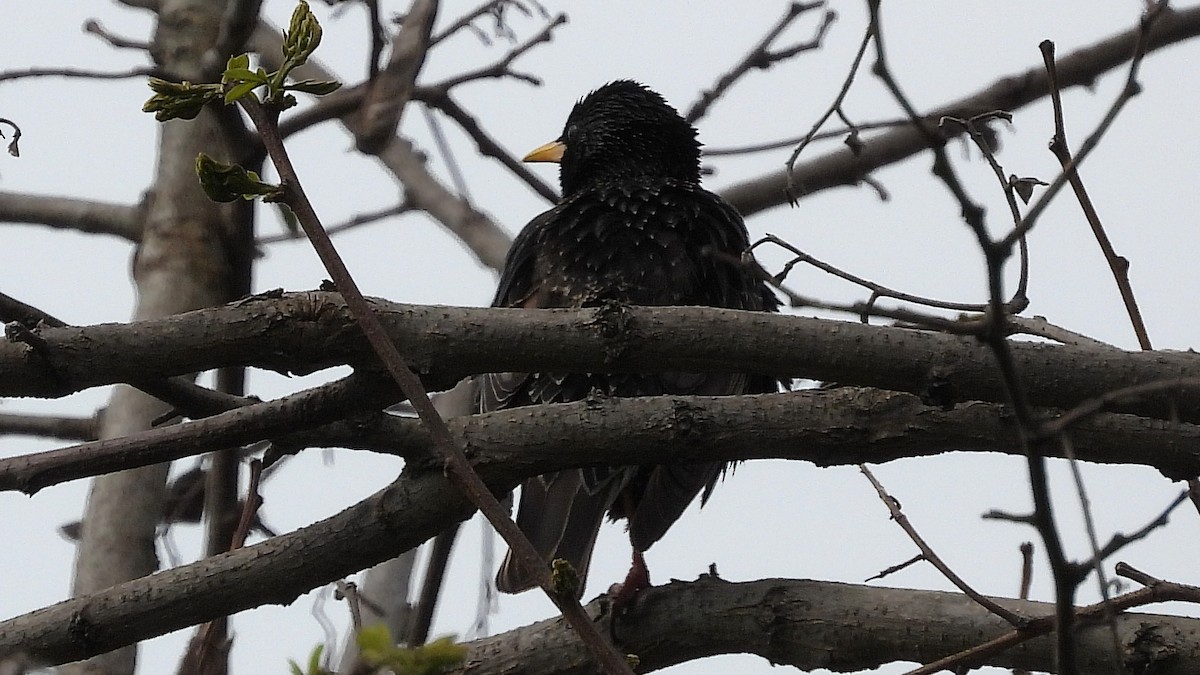 European Starling - Alan Green