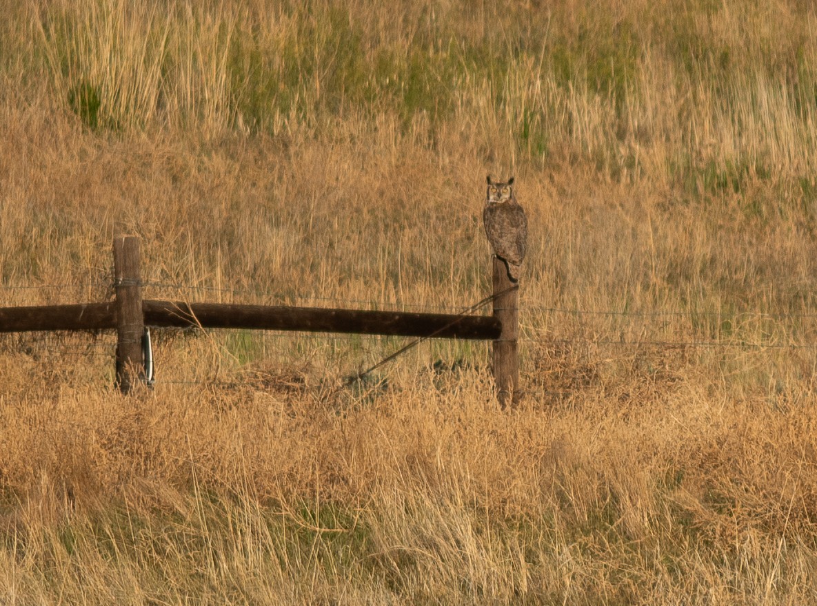 Great Horned Owl - ML619186581