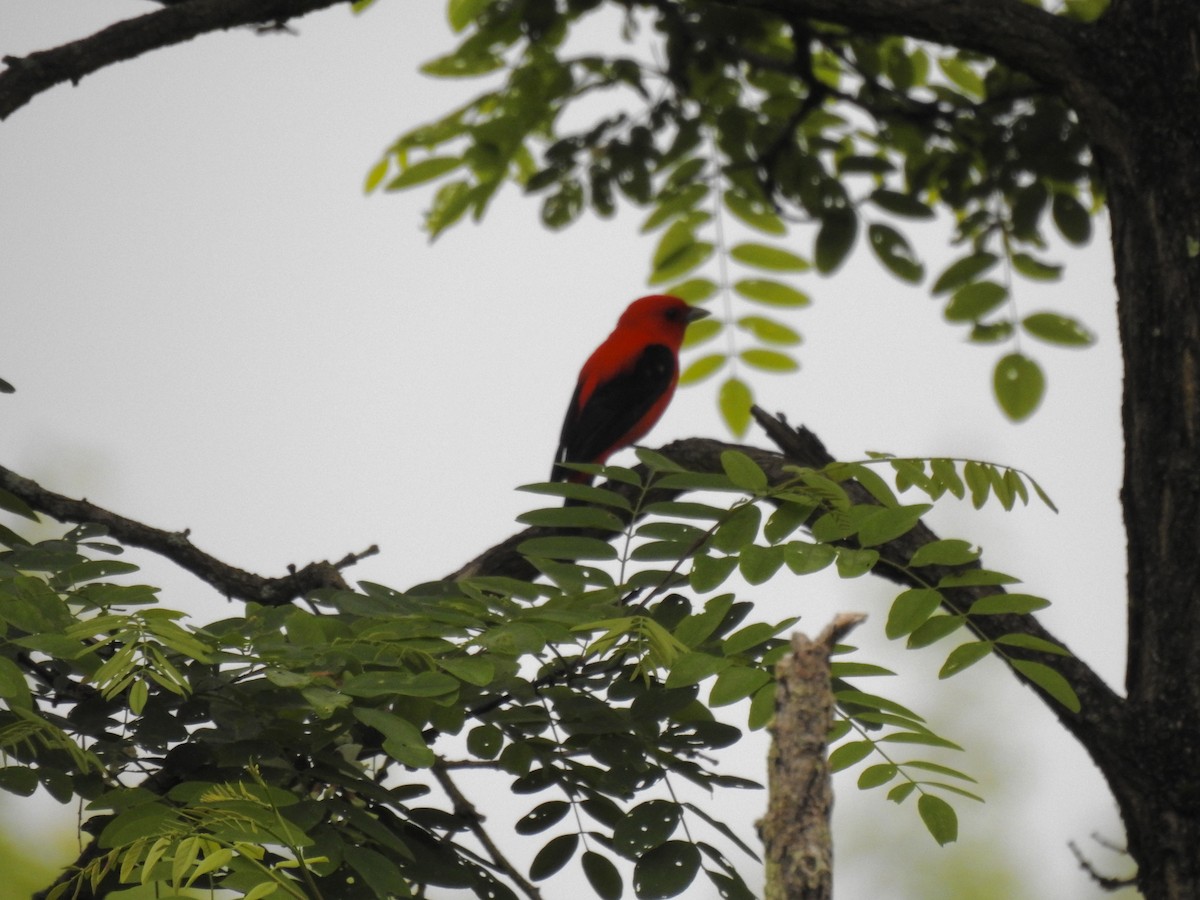 Scarlet Tanager - ML619186585