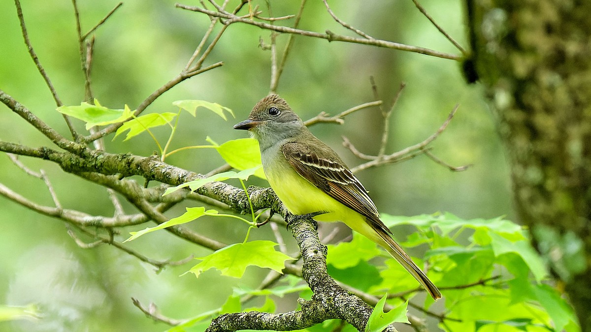 Great Crested Flycatcher - ML619186598