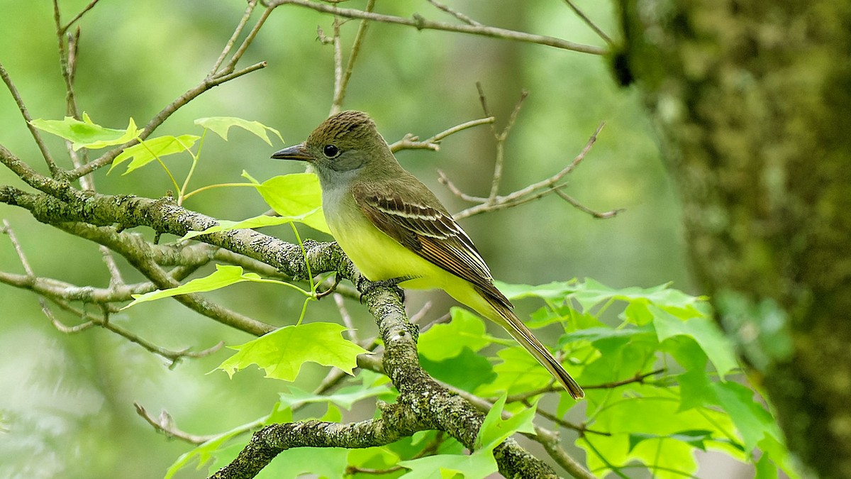 Great Crested Flycatcher - ML619186599