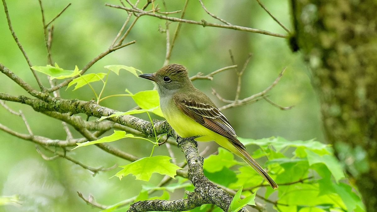 Great Crested Flycatcher - ML619186600