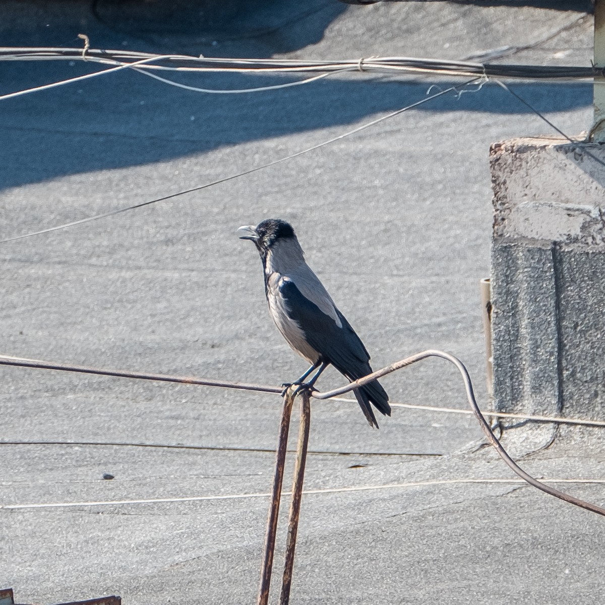 Hooded Crow - Daria Semenova