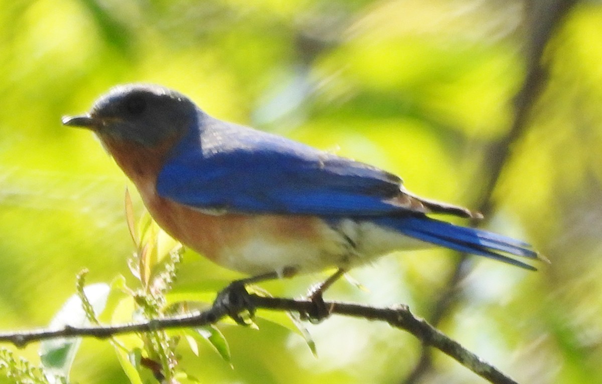 Eastern Bluebird - alan murray
