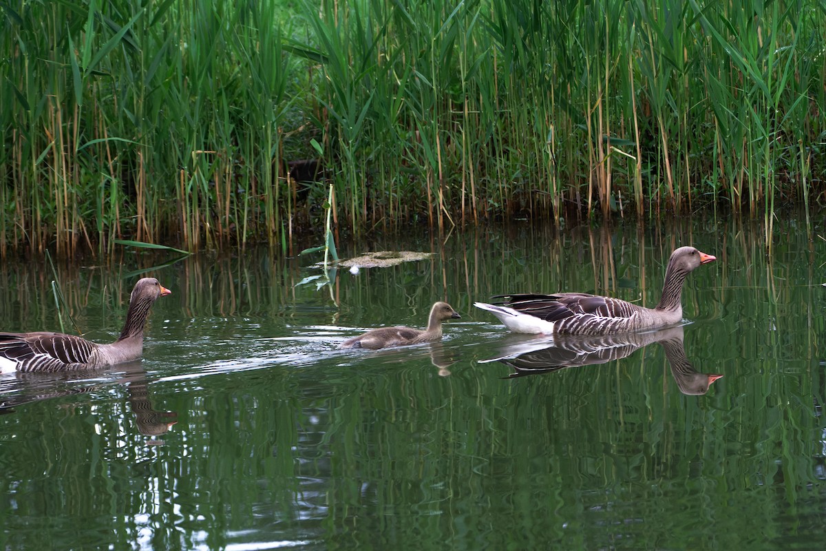 Graylag Goose - ML619186614