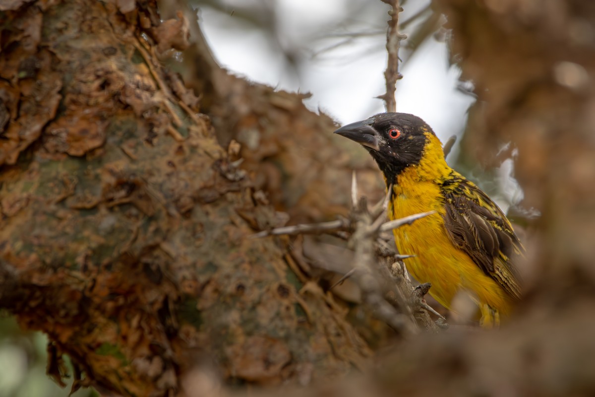 Village Weaver - Nathan Mixon