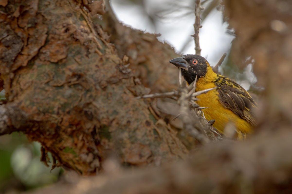 Village Weaver - ML619186661