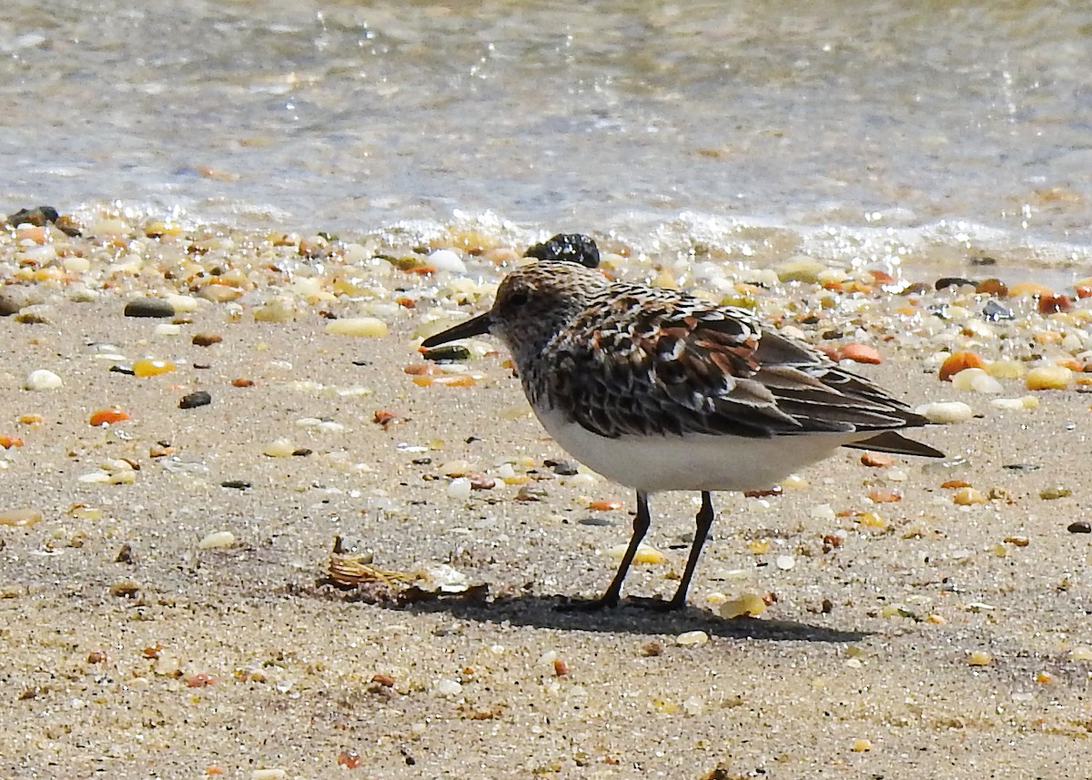 Bécasseau sanderling - ML619186662