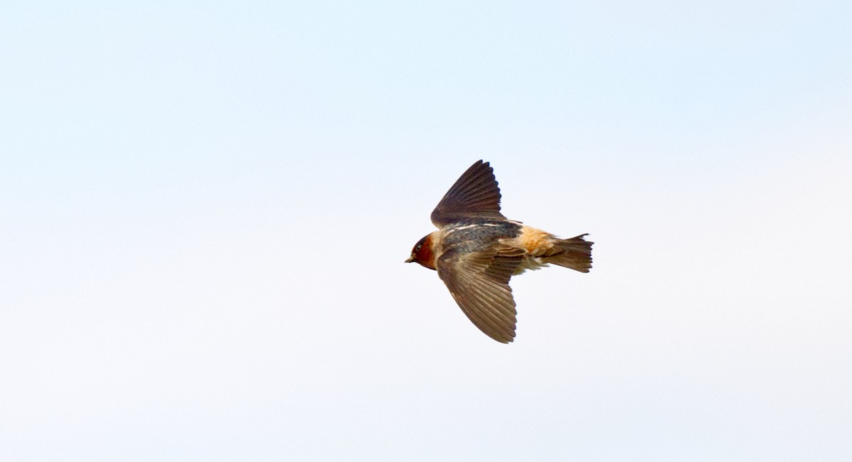 Cliff Swallow - Travis Vance