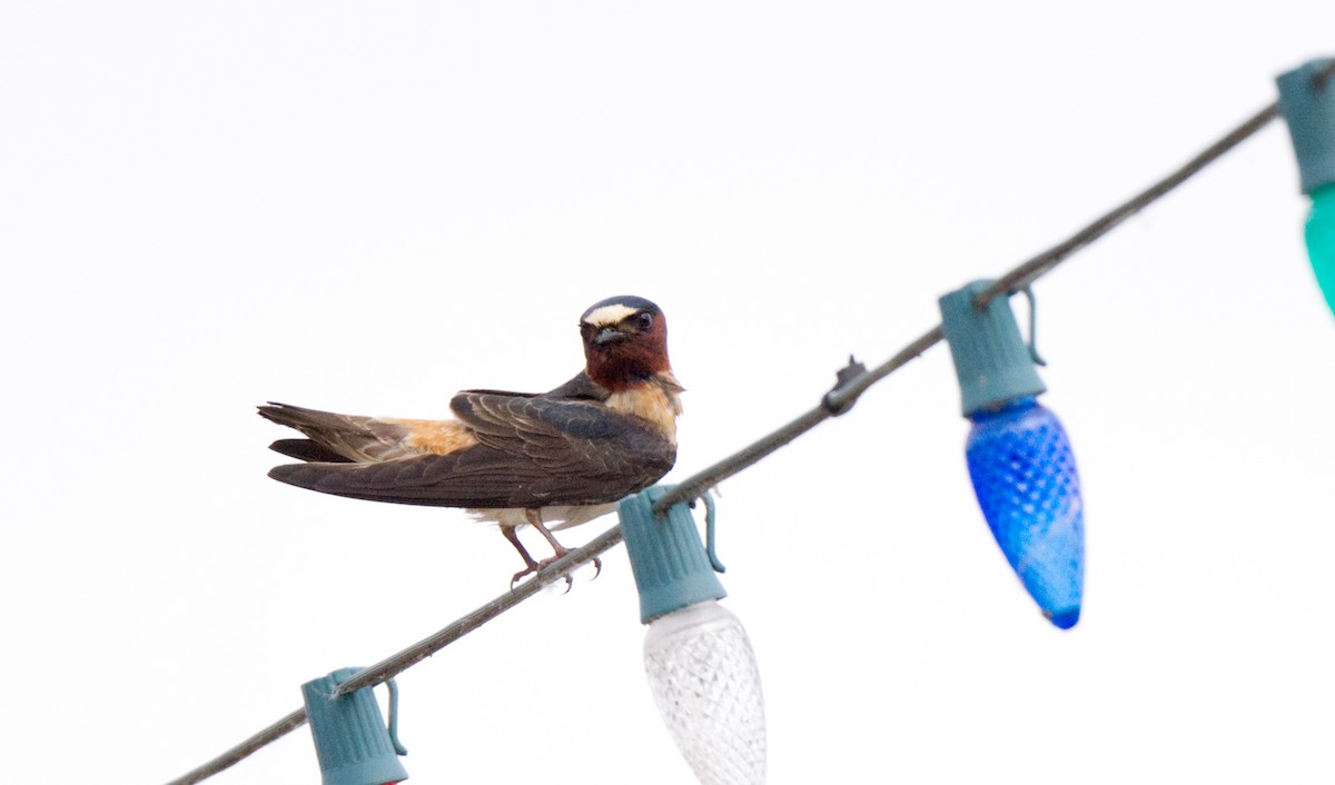 Cliff Swallow - ML619186671