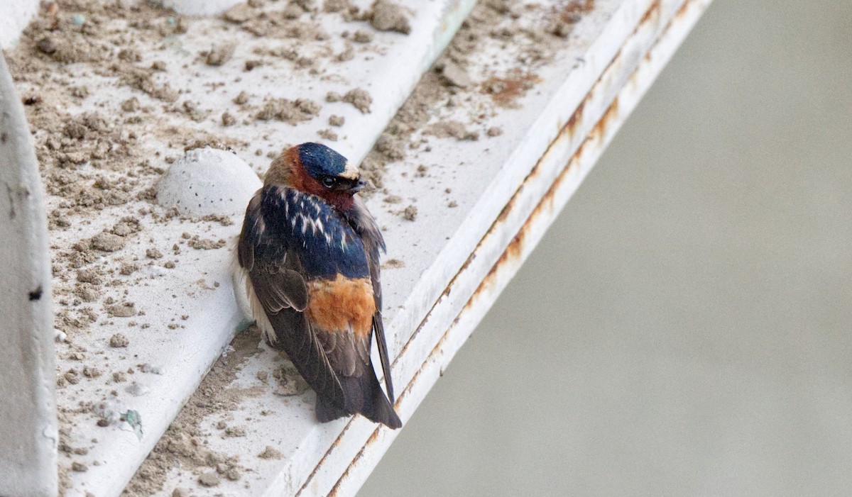 Cliff Swallow - Travis Vance