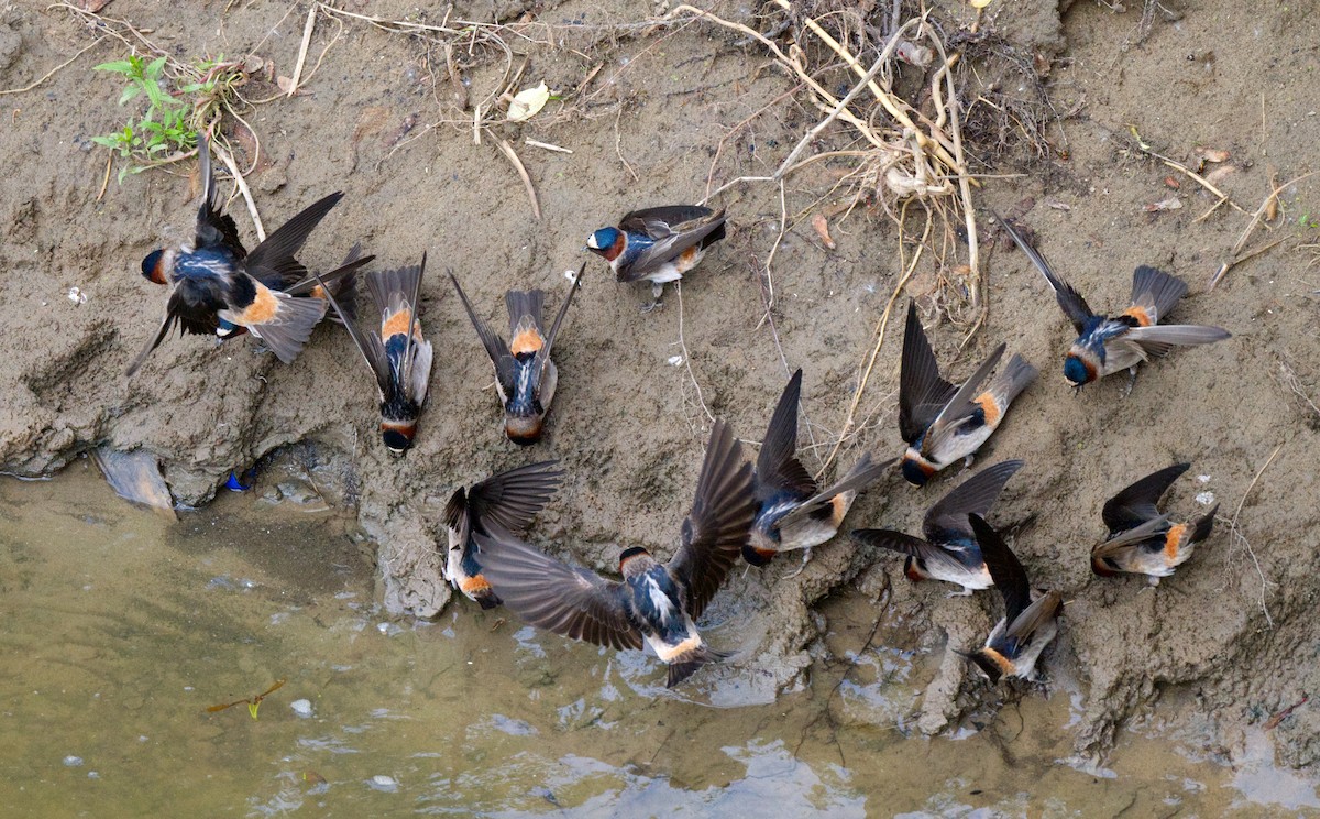 Cliff Swallow - Travis Vance