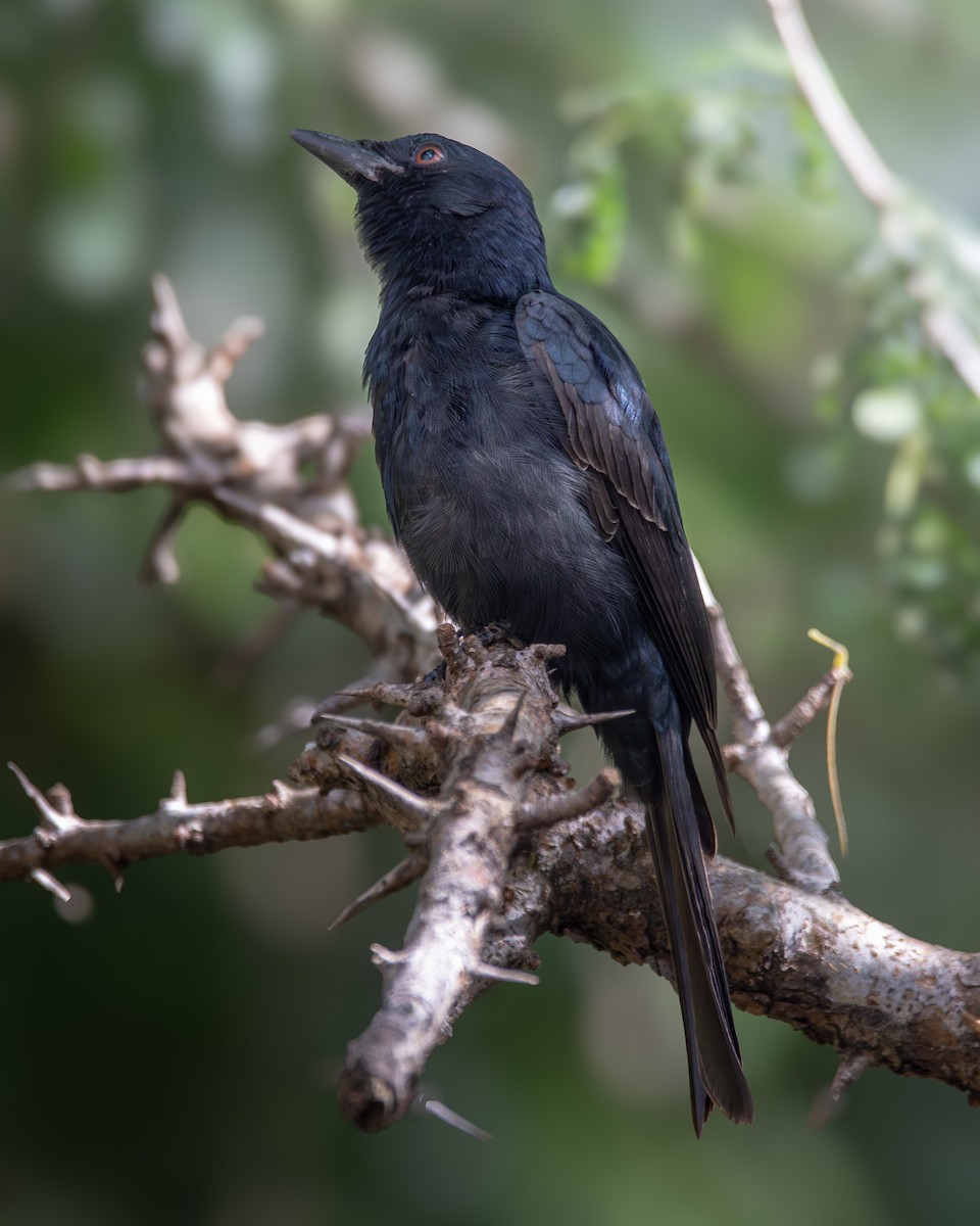 Fork-tailed Drongo - Nathan Mixon