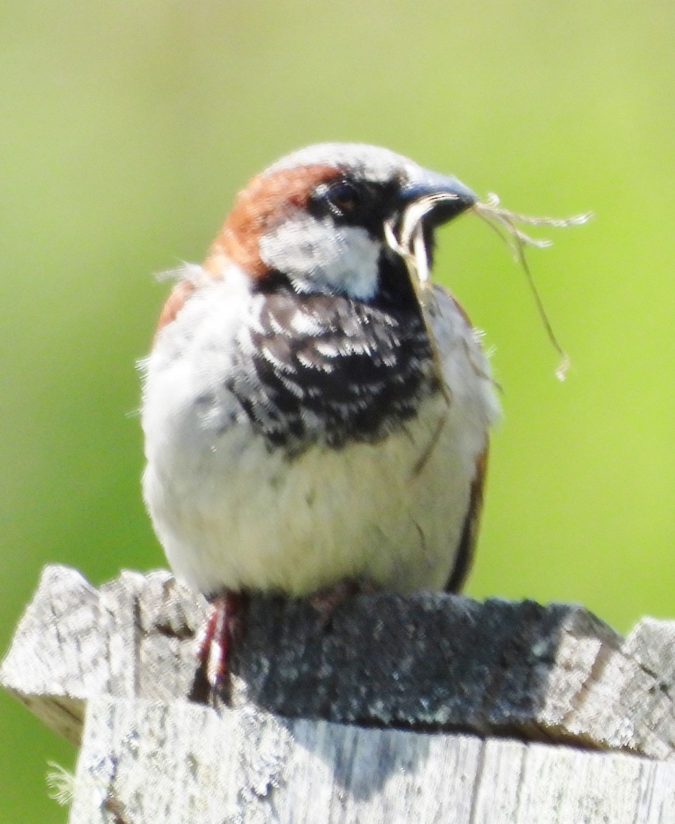 House Sparrow - alan murray