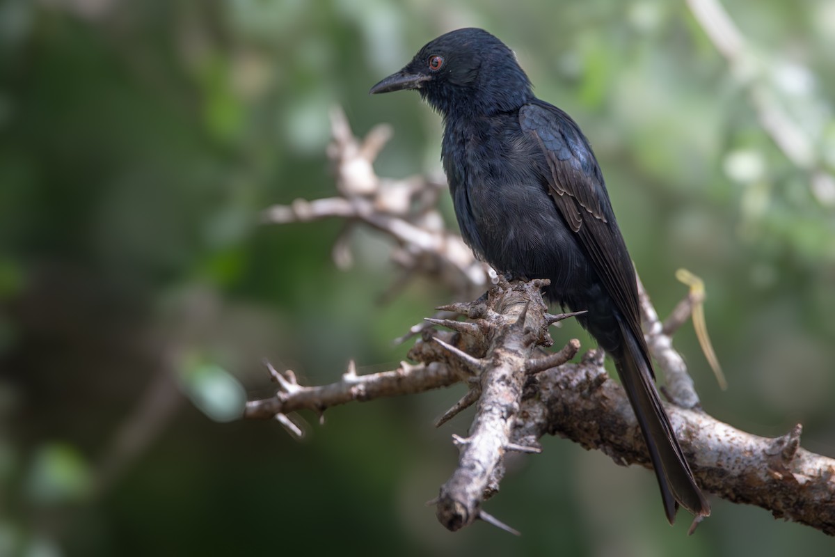 Fork-tailed Drongo - Nathan Mixon