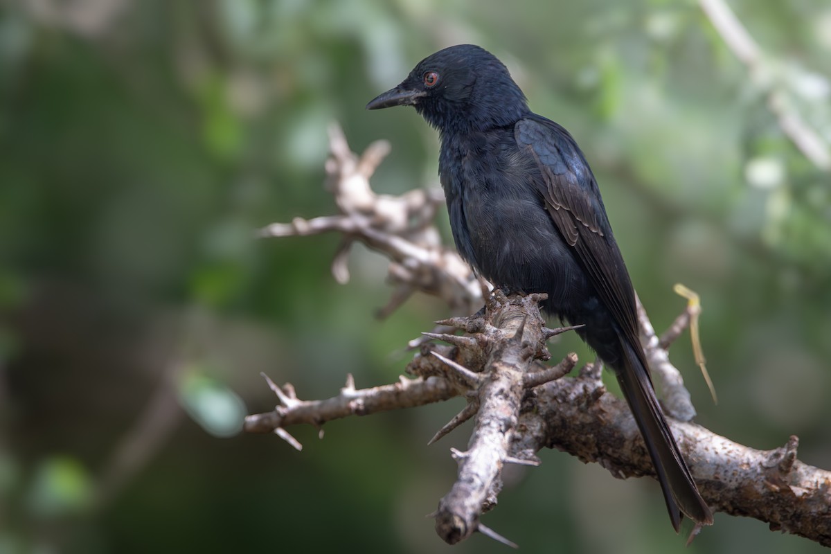 Fork-tailed Drongo - Nathan Mixon