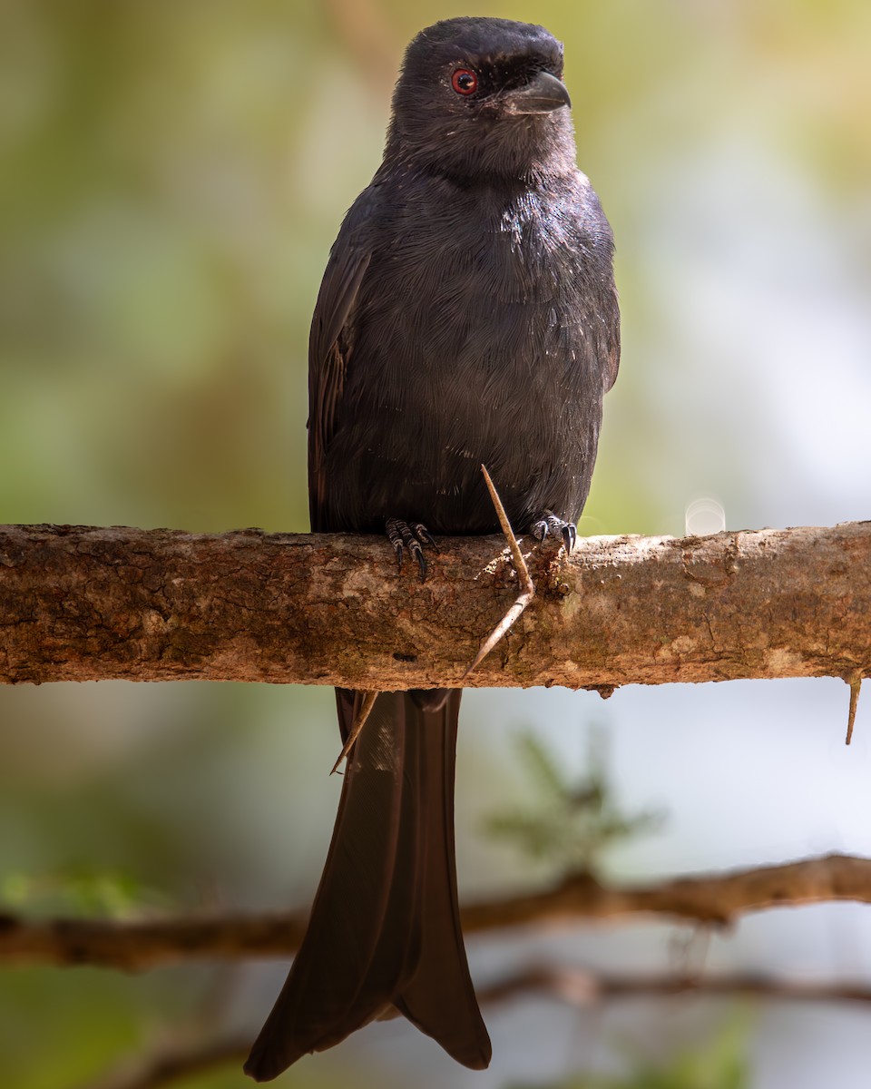 Fork-tailed Drongo - Nathan Mixon