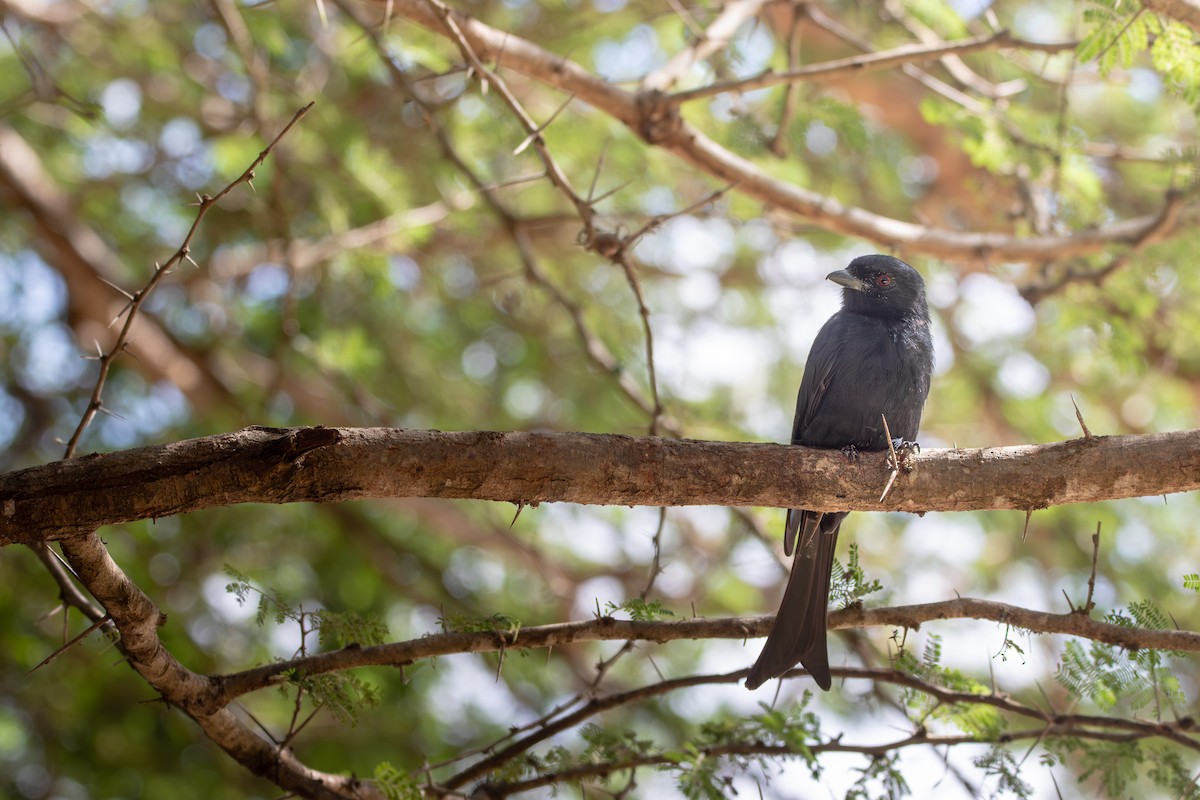 Fork-tailed Drongo - Nathan Mixon