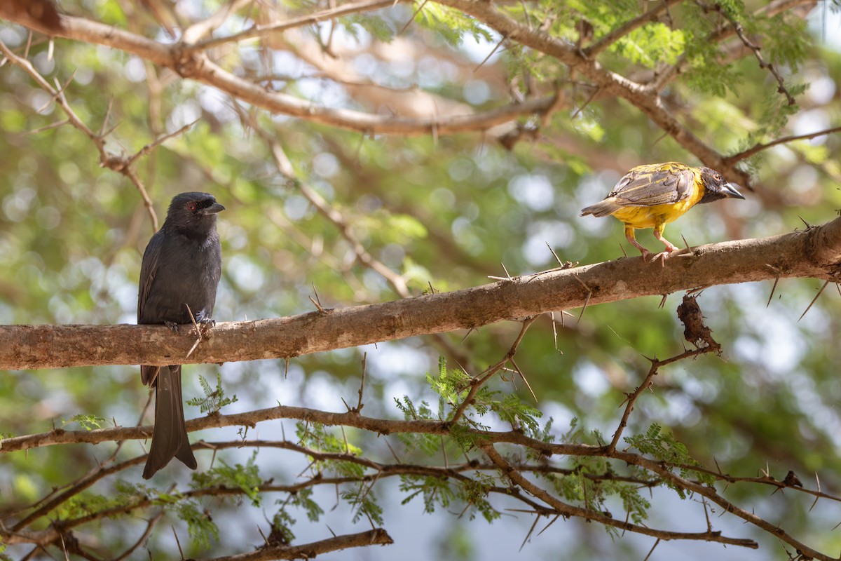 Fork-tailed Drongo - ML619186698