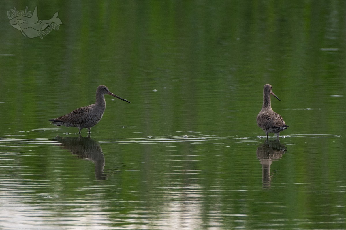 Hudsonian Godwit - Morgan Mattingly 🐍