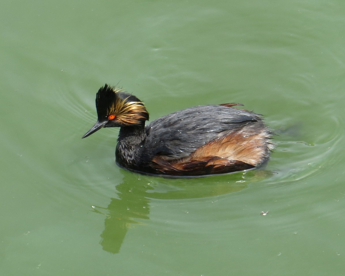 Eared Grebe - Pam Campbell
