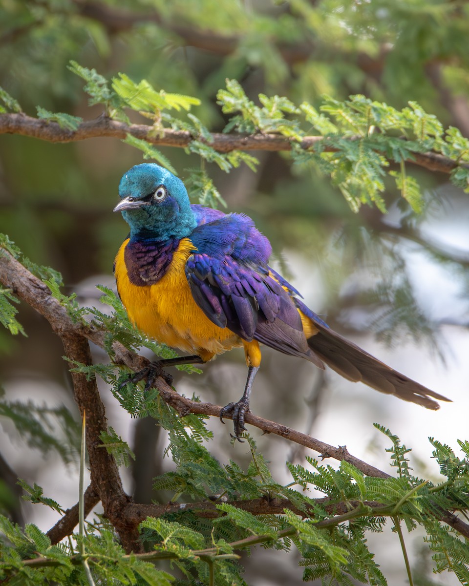 Golden-breasted Starling - ML619186715