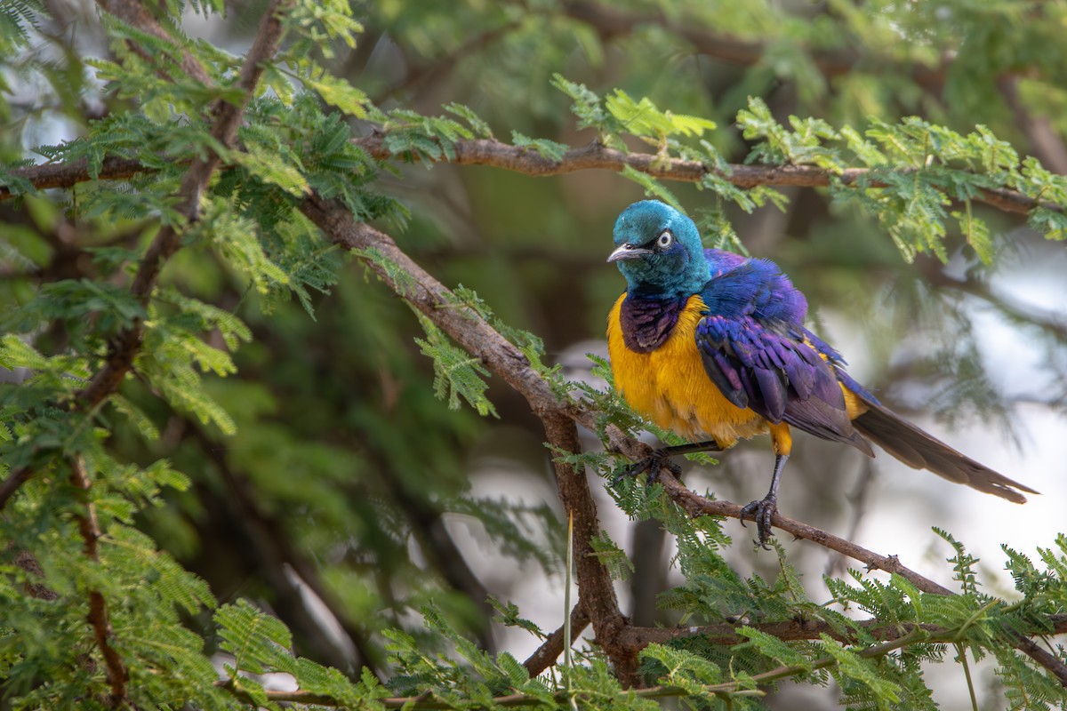 Golden-breasted Starling - ML619186716