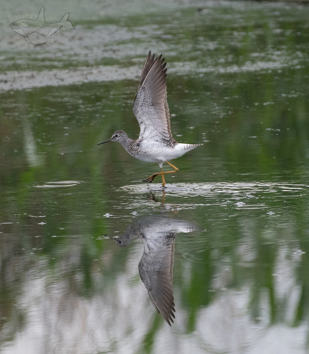 Lesser Yellowlegs - ML619186720