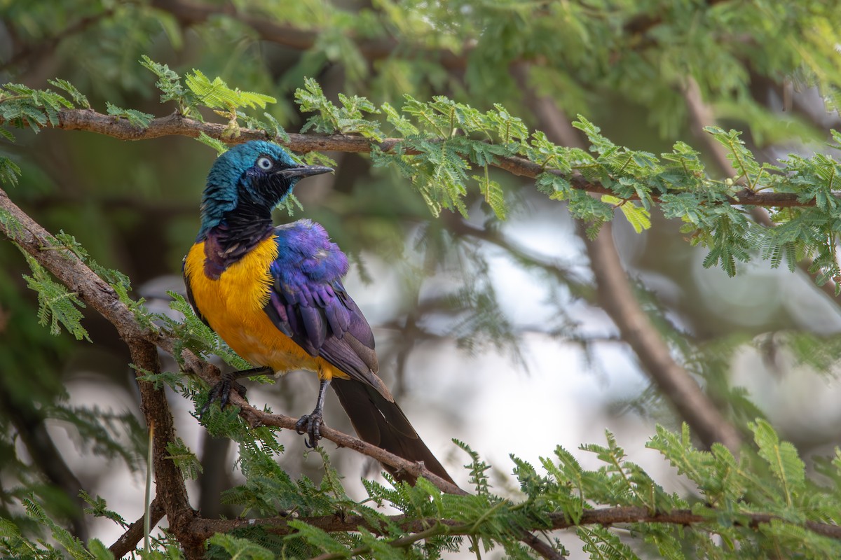 Golden-breasted Starling - ML619186732