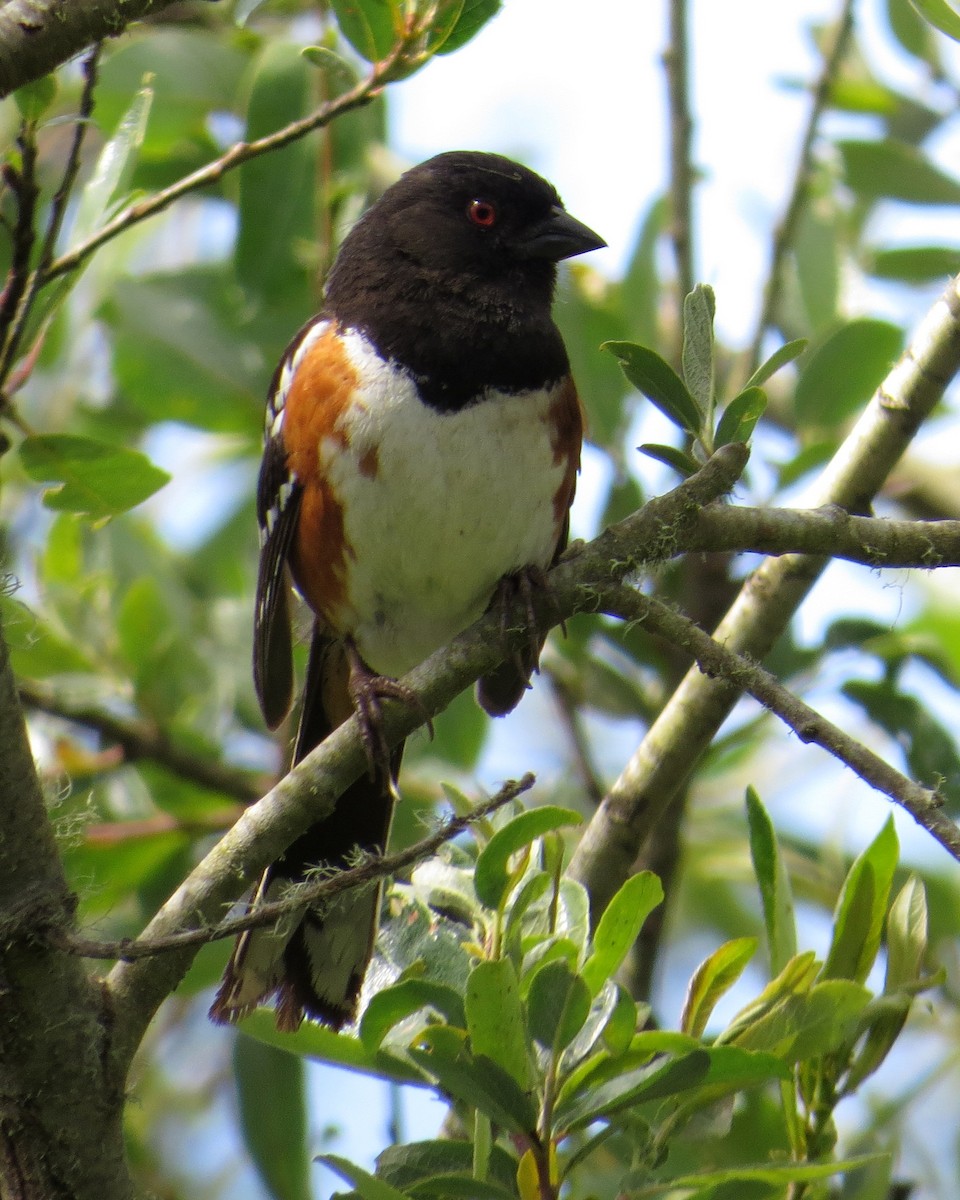Spotted Towhee - Pam Campbell