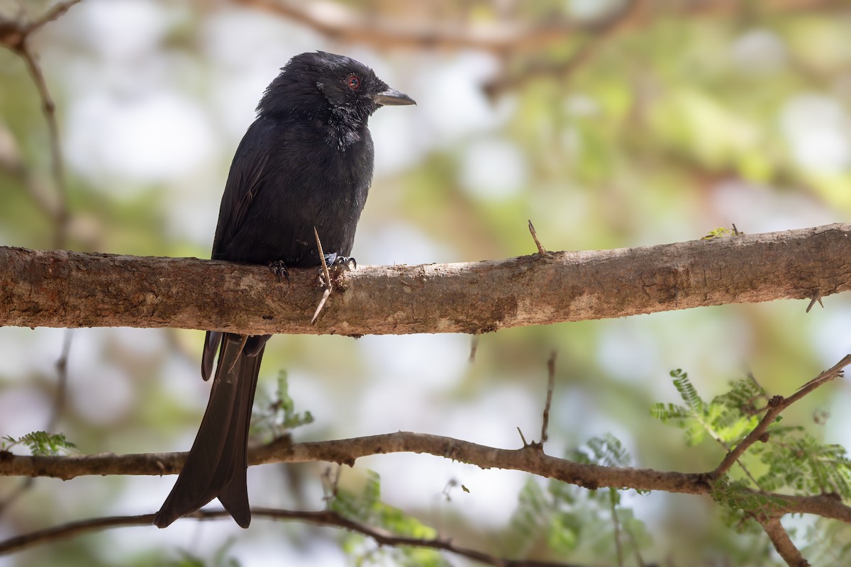 Fork-tailed Drongo - ML619186755