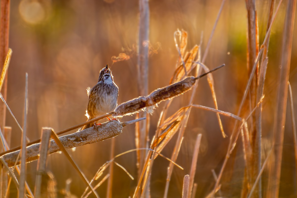 Swamp Sparrow - Charles Villeneuve