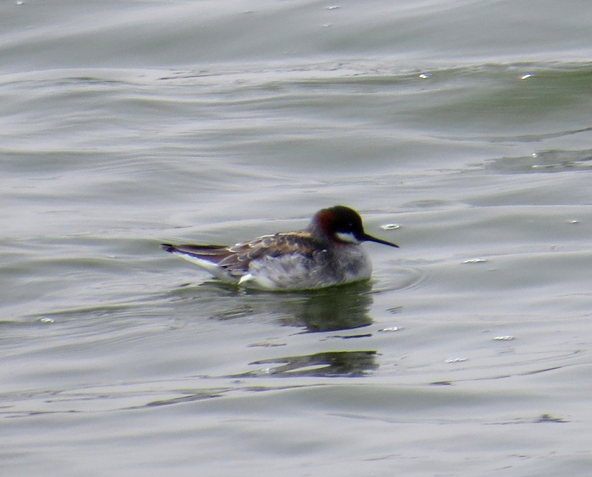 Red-necked Phalarope - Pam Campbell