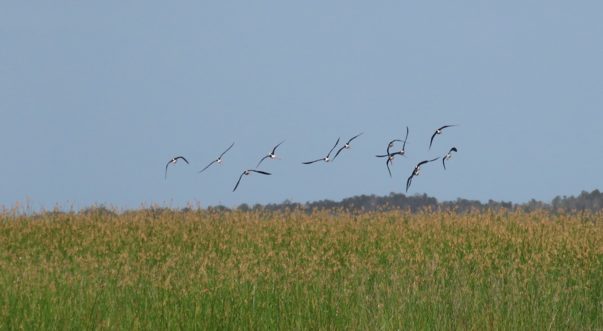 Pied Stilt - ML619186778