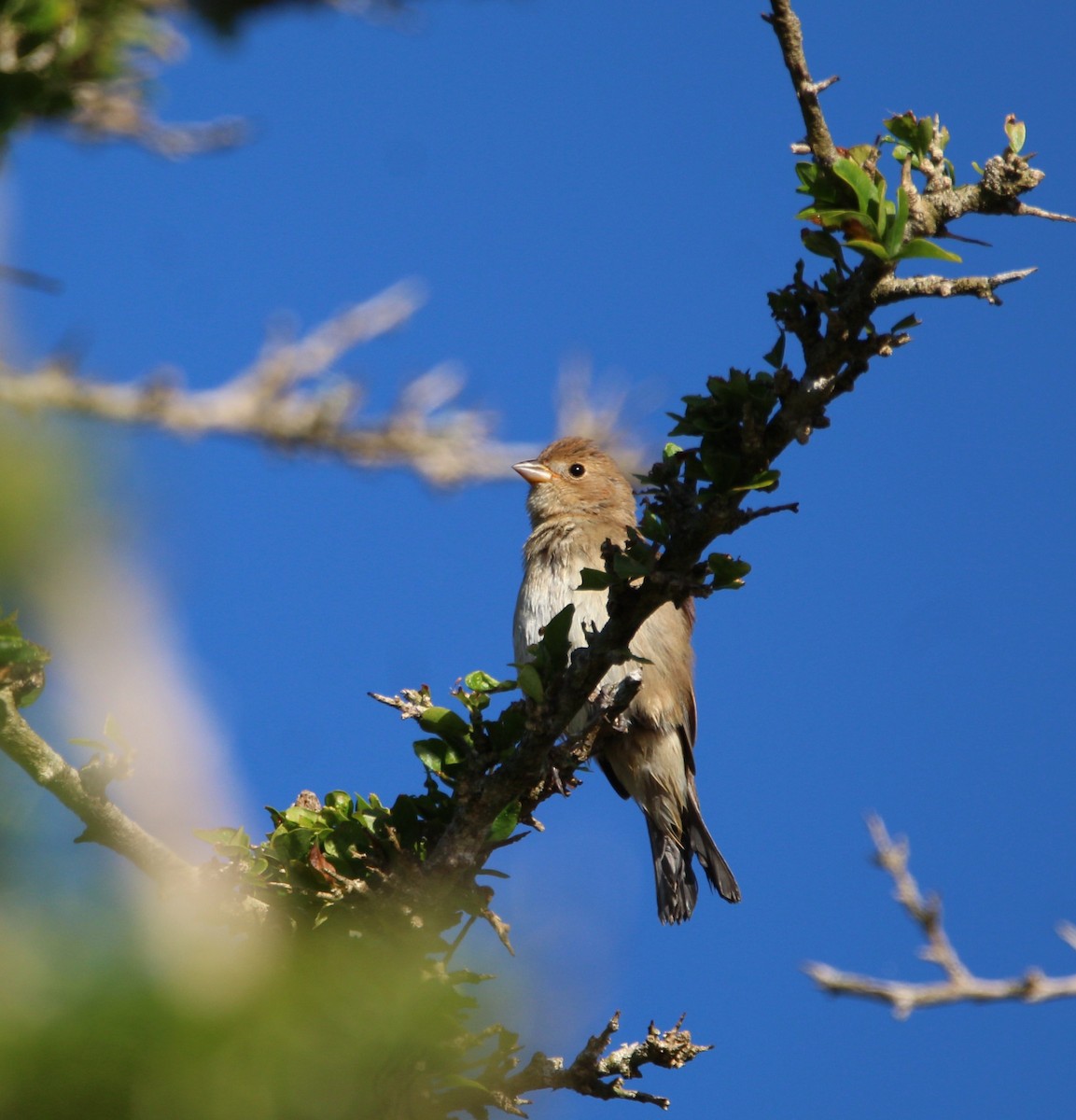 Indigo Bunting - ML619186790