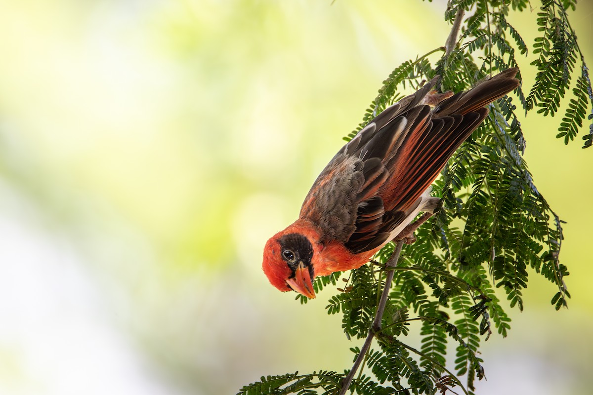 Red-headed Weaver - Nathan Mixon