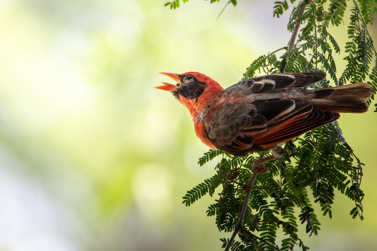 Red-headed Weaver - ML619186800