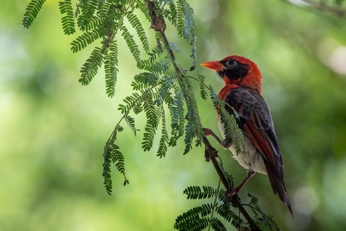 Red-headed Weaver - ML619186802