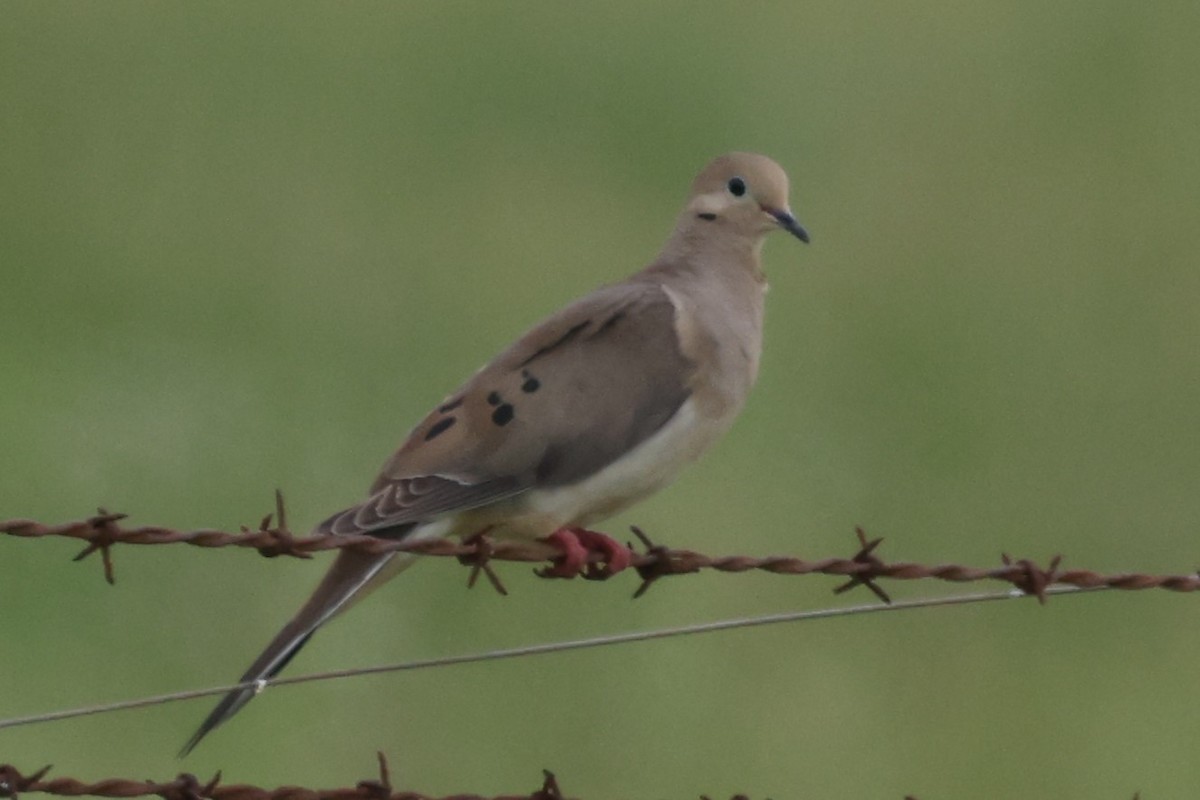 Mourning Dove - Duane Yarbrough
