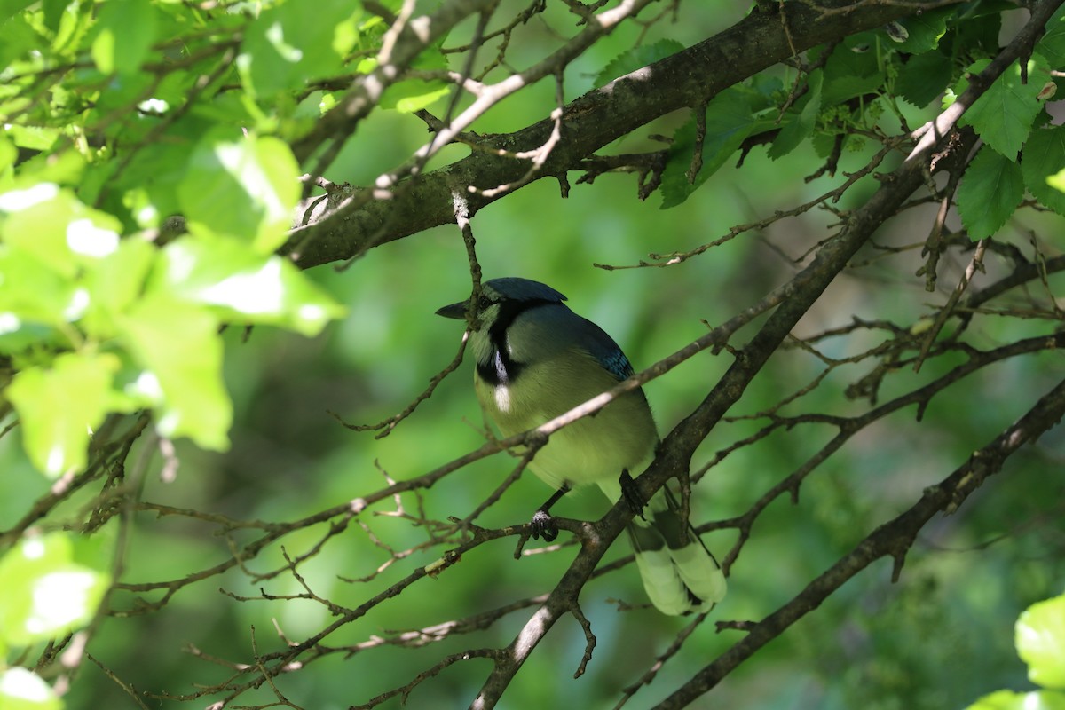 Blue Jay - Susan Szeszol