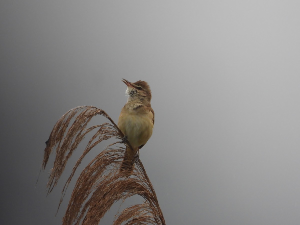 Great Reed Warbler - Marie-Laure MIEGE