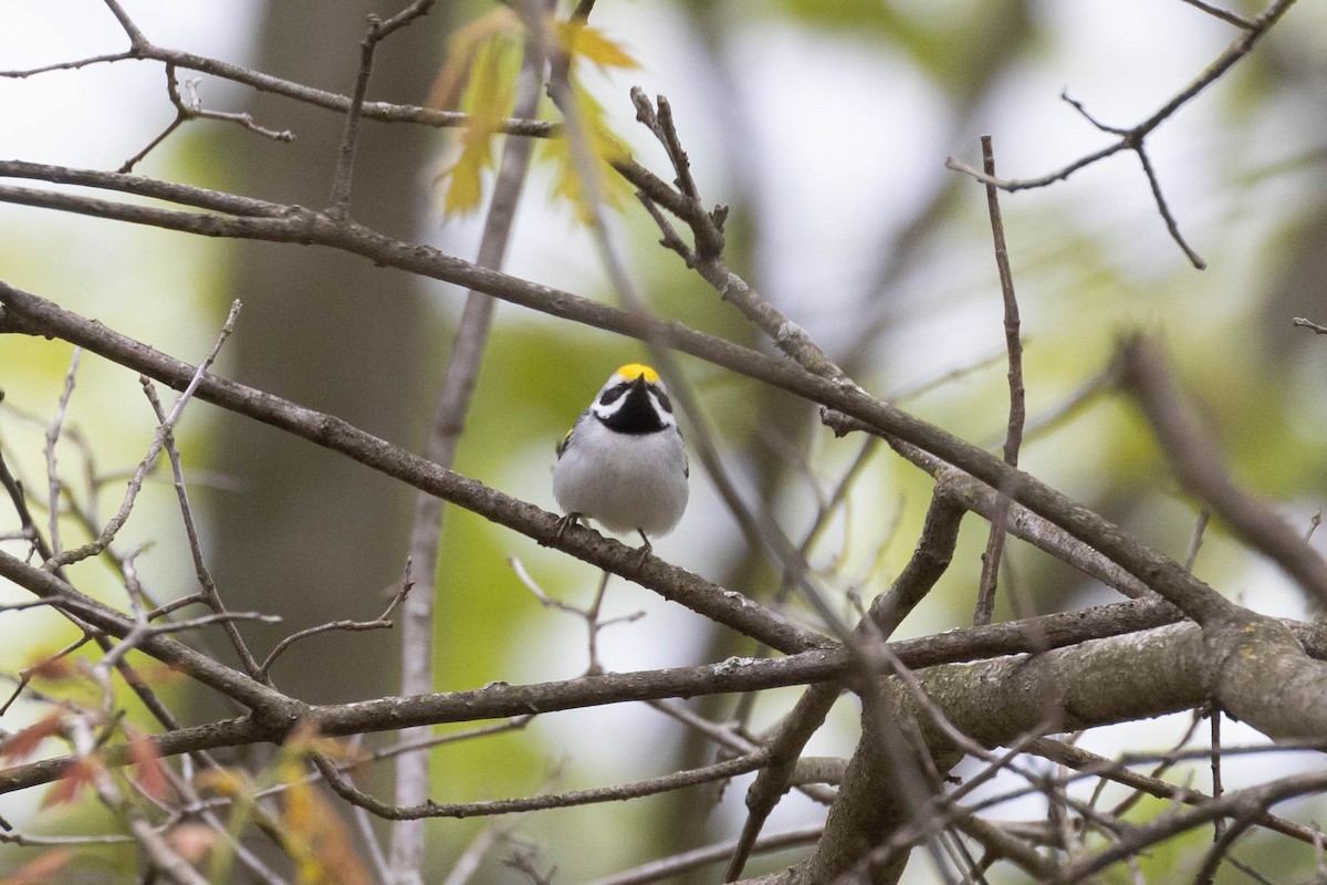 Golden-winged Warbler - County Lister Brendan